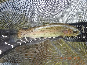 $BaldEagleSpring5-31 thru 6-3-2021044$ Where there's one, there's usually more. I seemed to be hitting rainbows while Mike was catching browns.